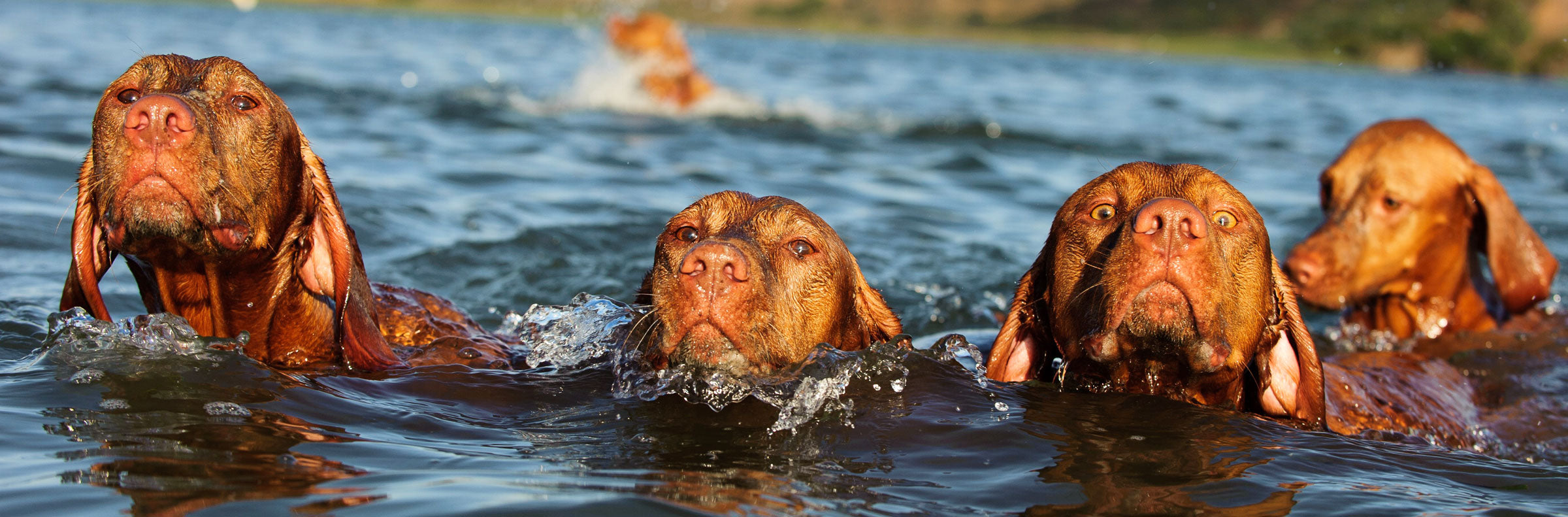 Get help feeding a raw keto diet for cancer or ketogenic as a dog cancer diet