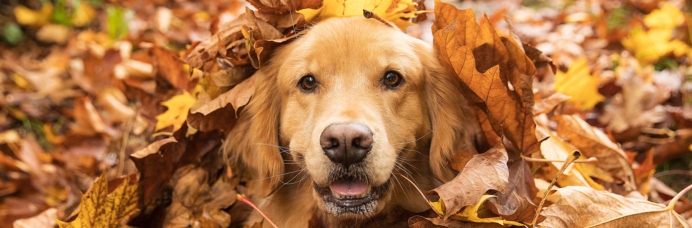 Get help feeding a raw keto diet for cancer or ketogenic as a dog cancer diet