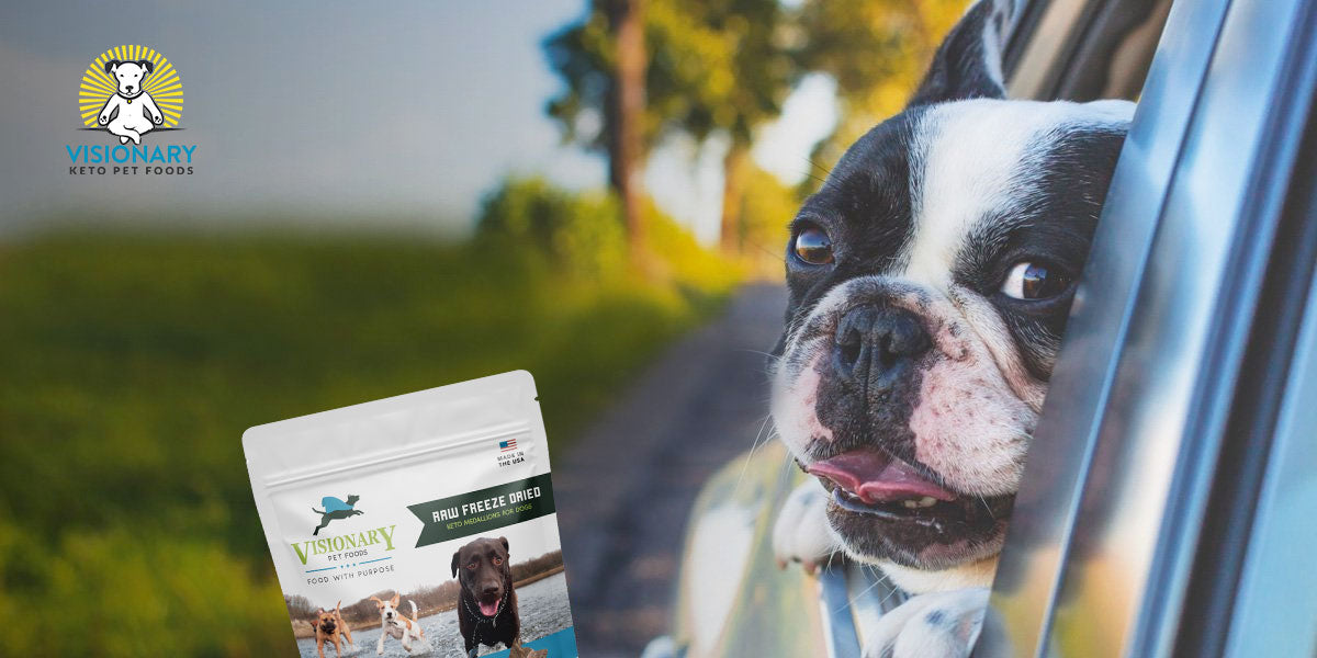 Visionary supports ketopet and the ketogenic diet and raw diet for dogs with cancer