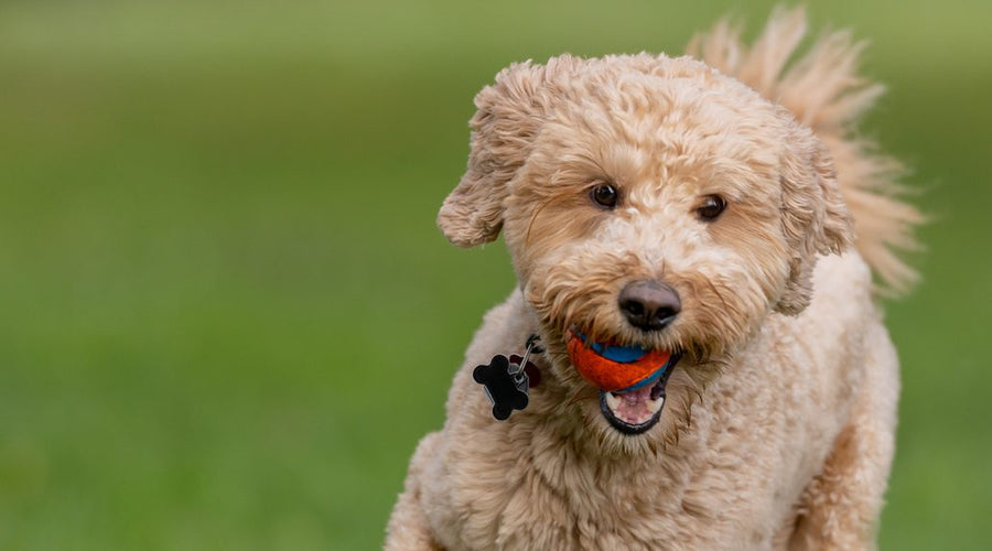 MCT Oil for Dogs: C8, C10 and C12 Explained