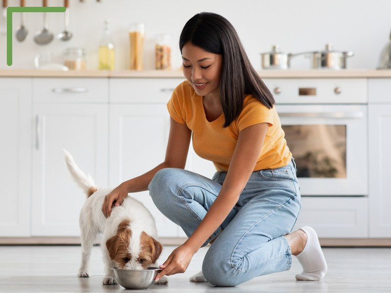 Feeding a dog a ready-made meal